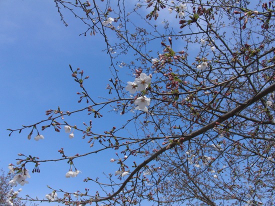 桜と青空ヽ(´ー`)ノ