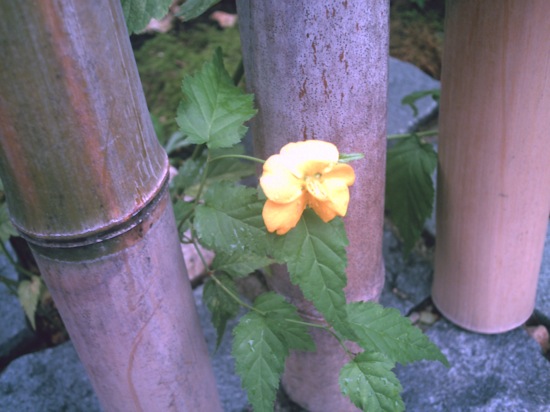 黄色い花：ノーマル