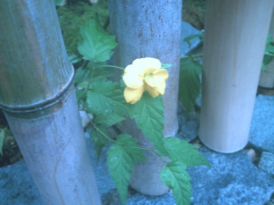 黄色い花：裏技