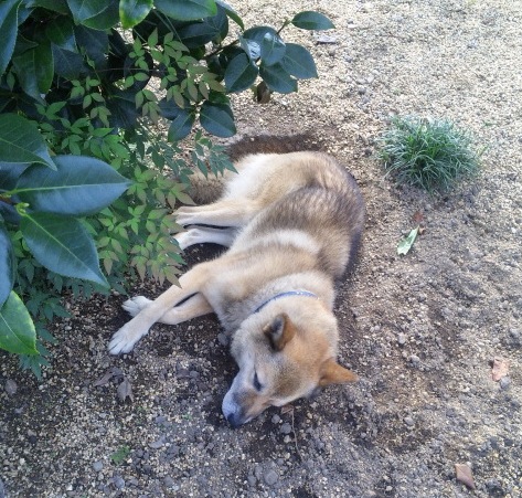 近所のワンちゃんが穴掘って昼寝してました。