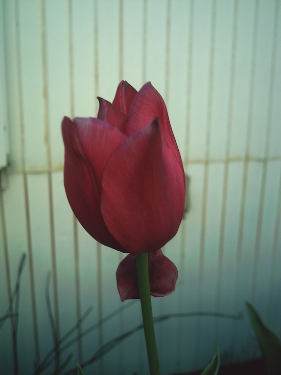 赤い花：Kenko DSC517