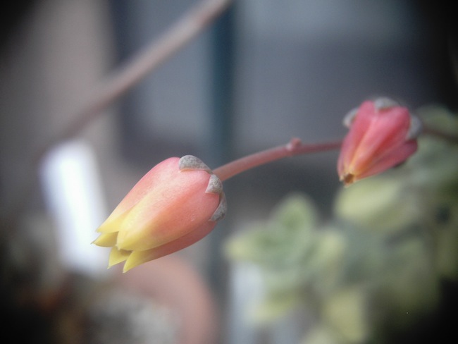 ヤマトニシキの花（大和錦）Echeveria