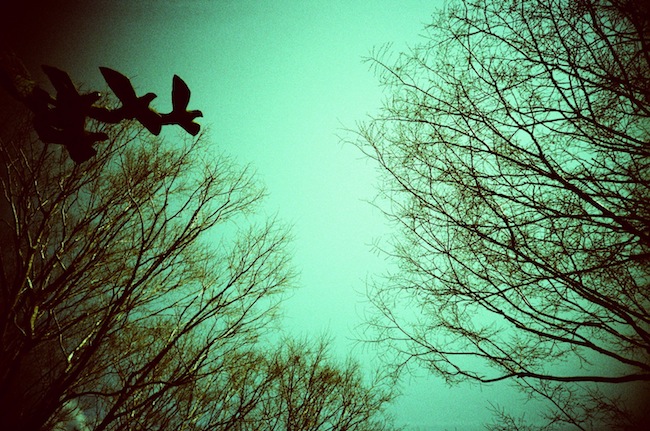 森と鳥