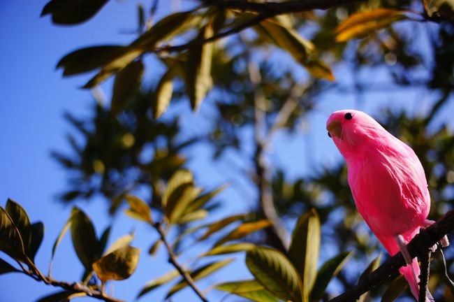 ピンクの鳥